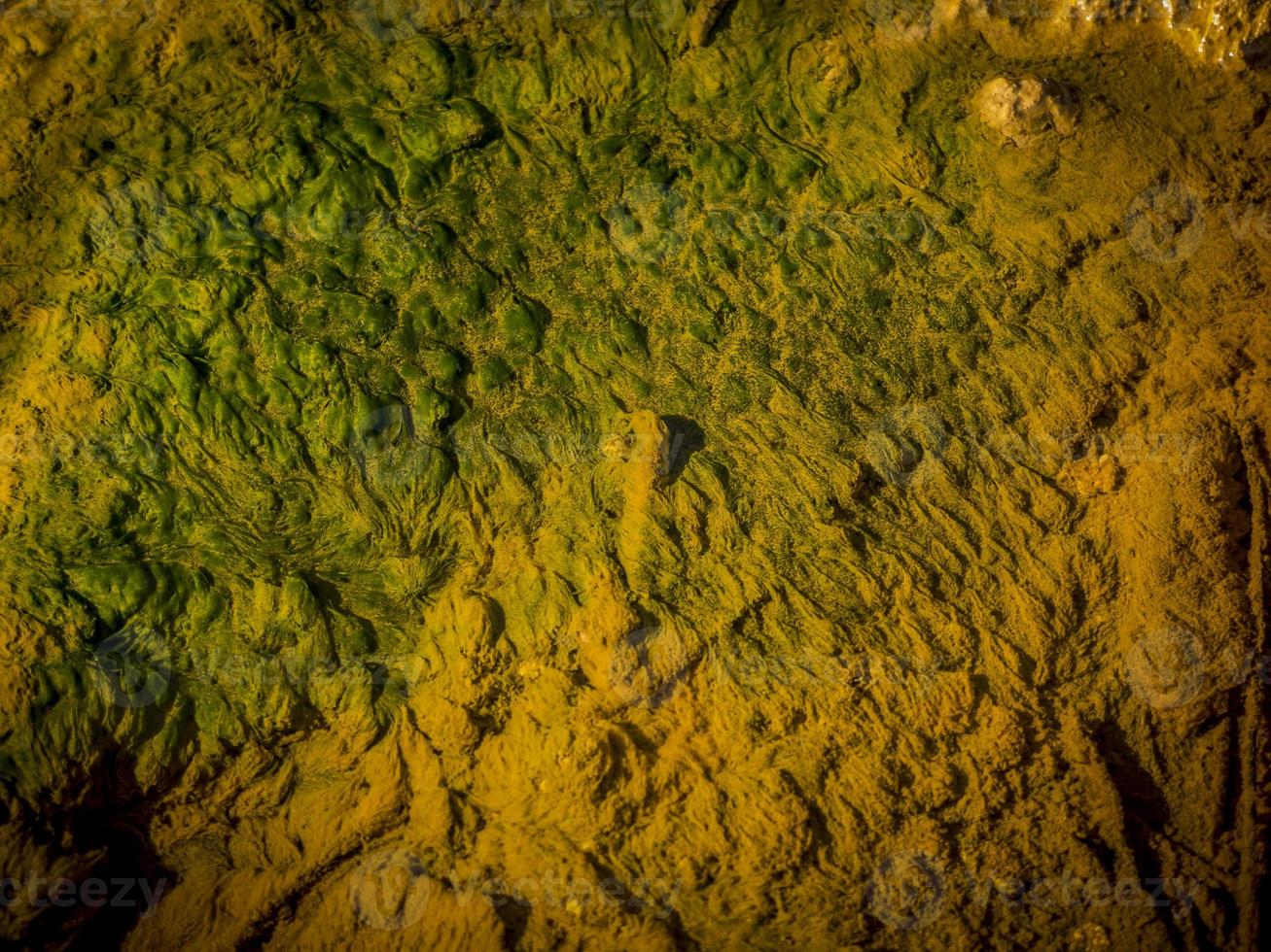 Algen im Flusswasser foto