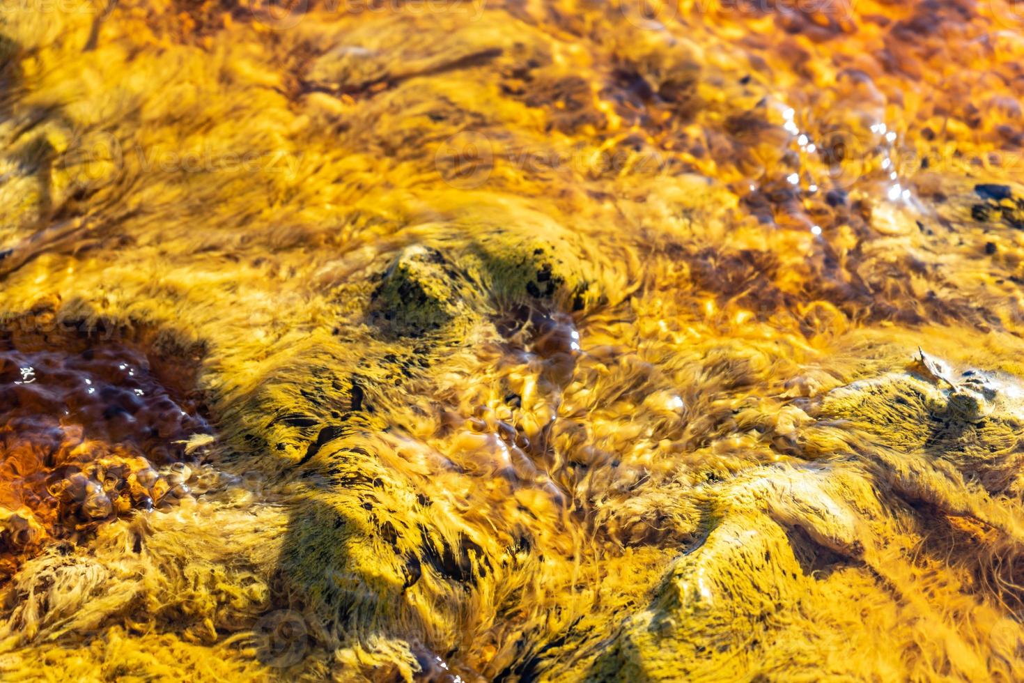 gelbe Pflanze im Wasser foto