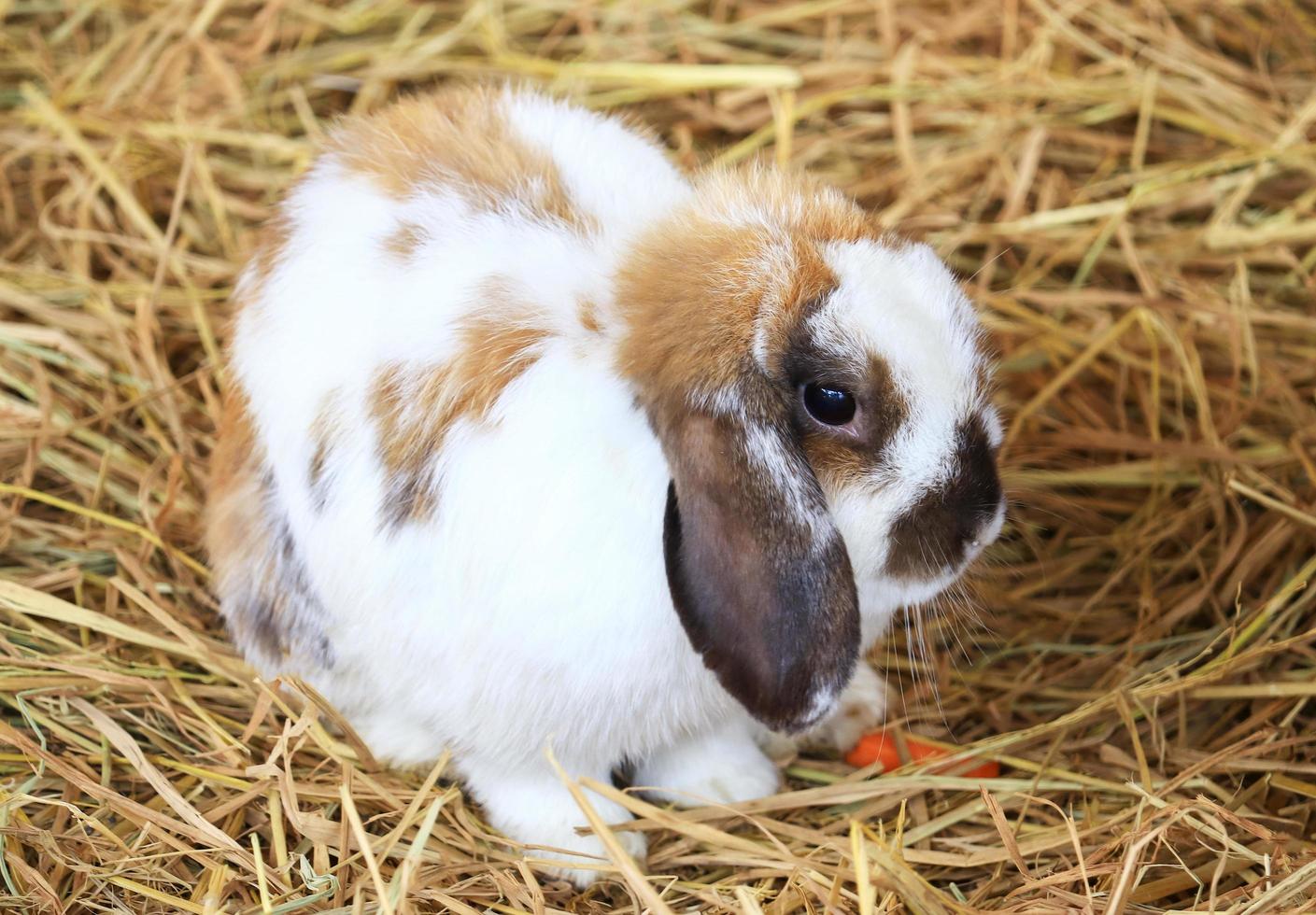 Kaninchen im Stroh foto