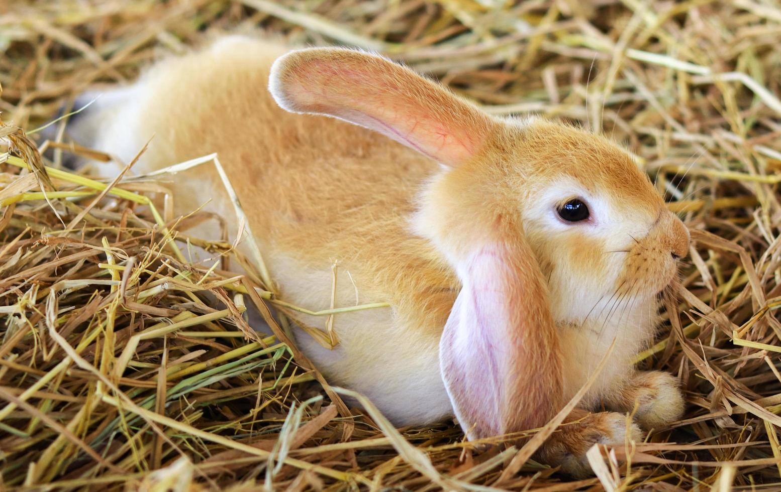 hellbraunes Kaninchen foto