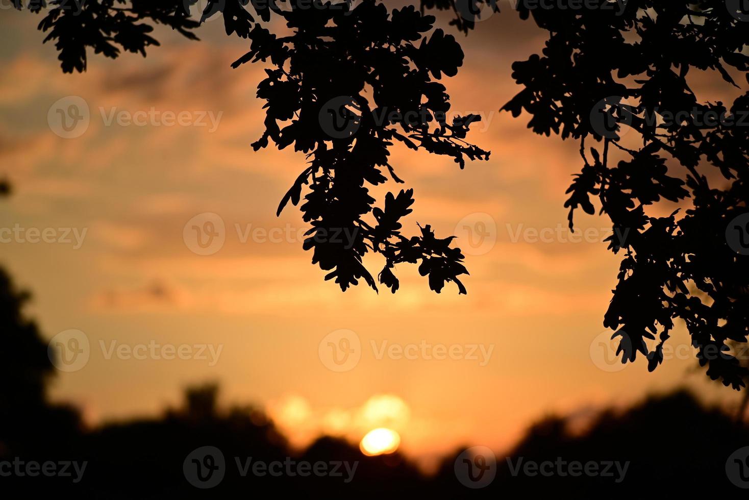 bunt dramatisch Himmel mit ein Eichenzweig im das Vordergrund während Sonnenuntergang foto