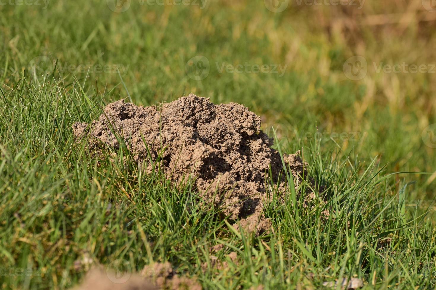 Maulwurf Stapel auf ein Deich wie ein schließen oben foto