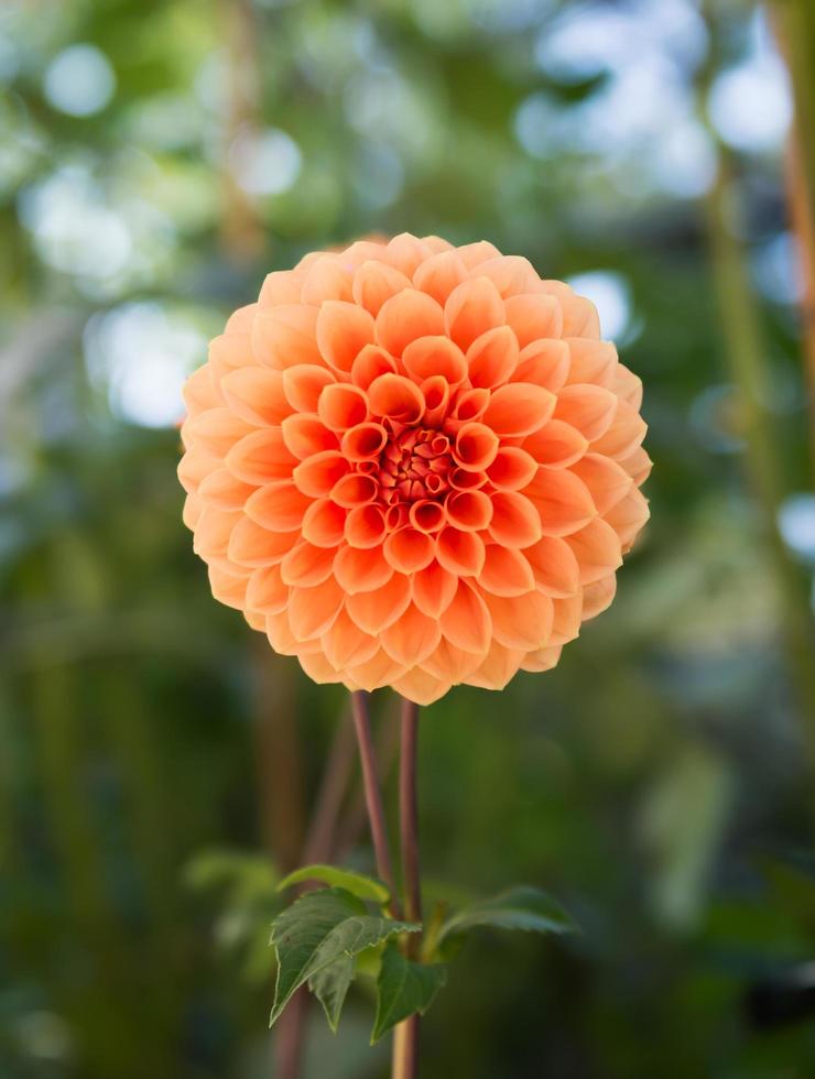 Hybrid Orange Dahlie Blume im Herbst Jahreszeit foto