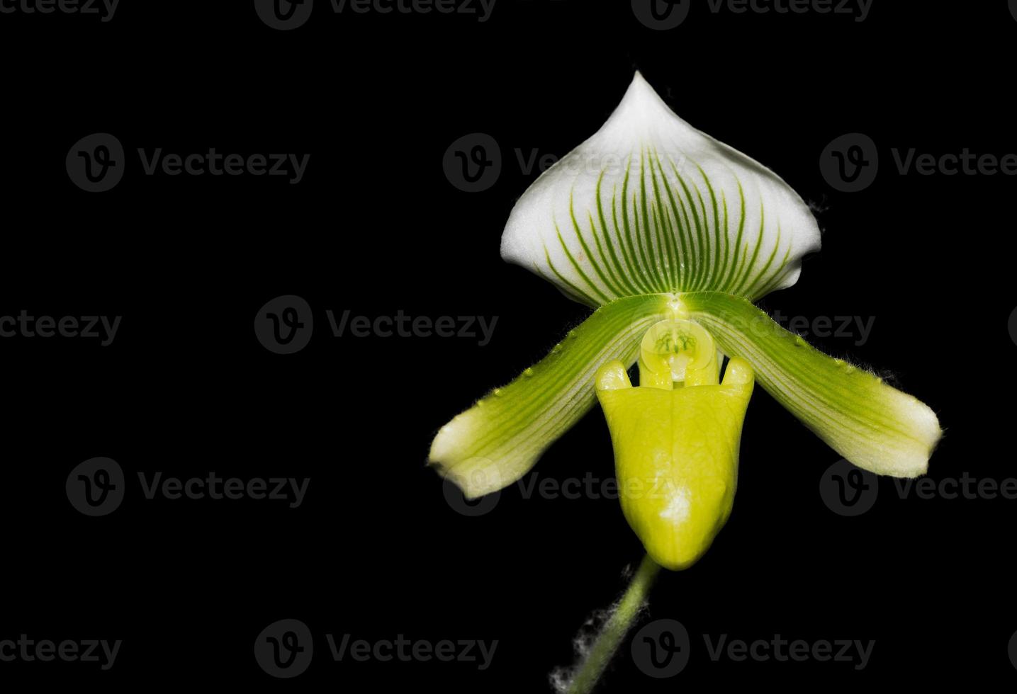 Dame Slipper Orchidee Blume, paphiopedilum foto