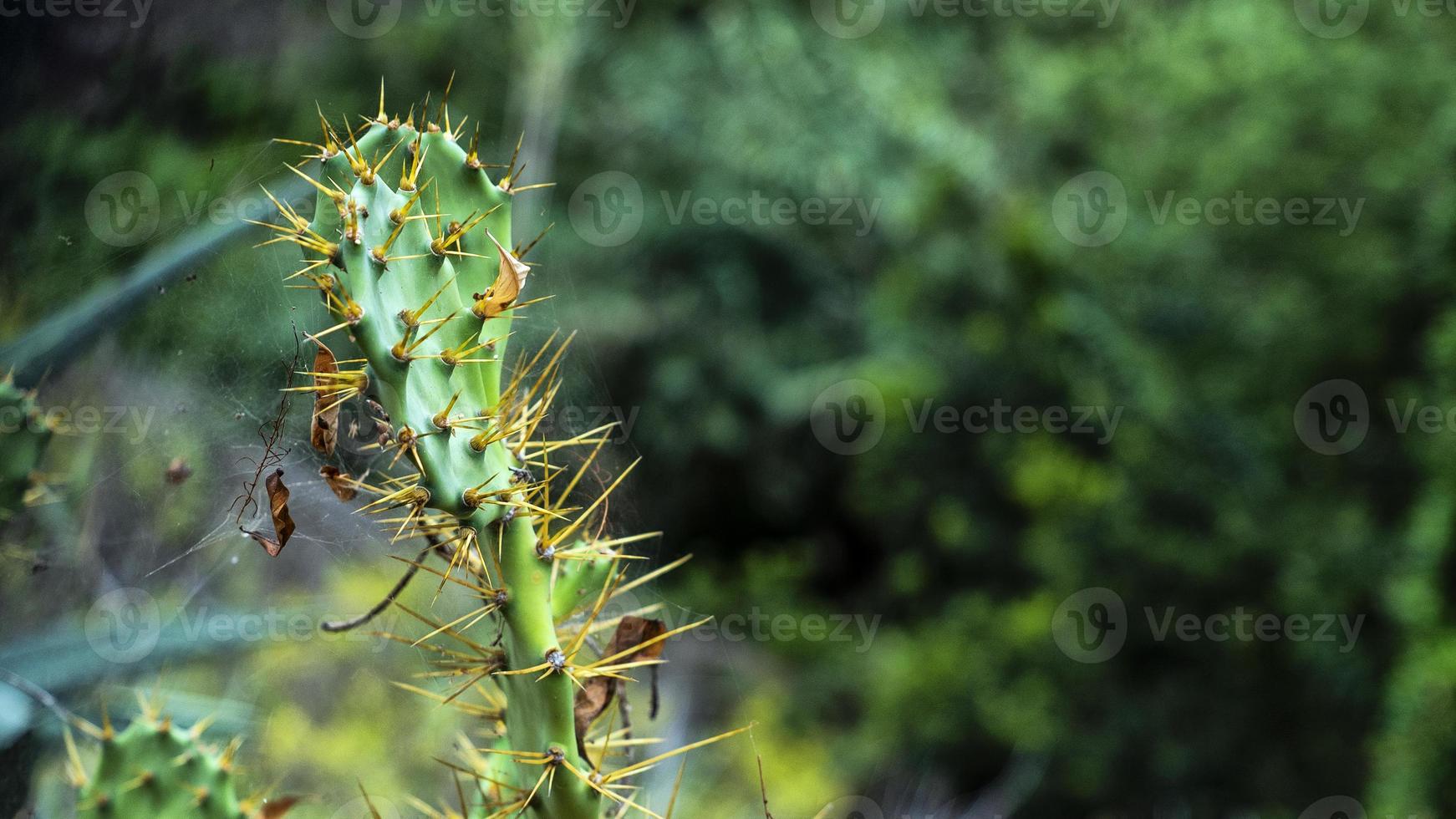 Kanarische Feigenkaktus in Gran Canaria foto