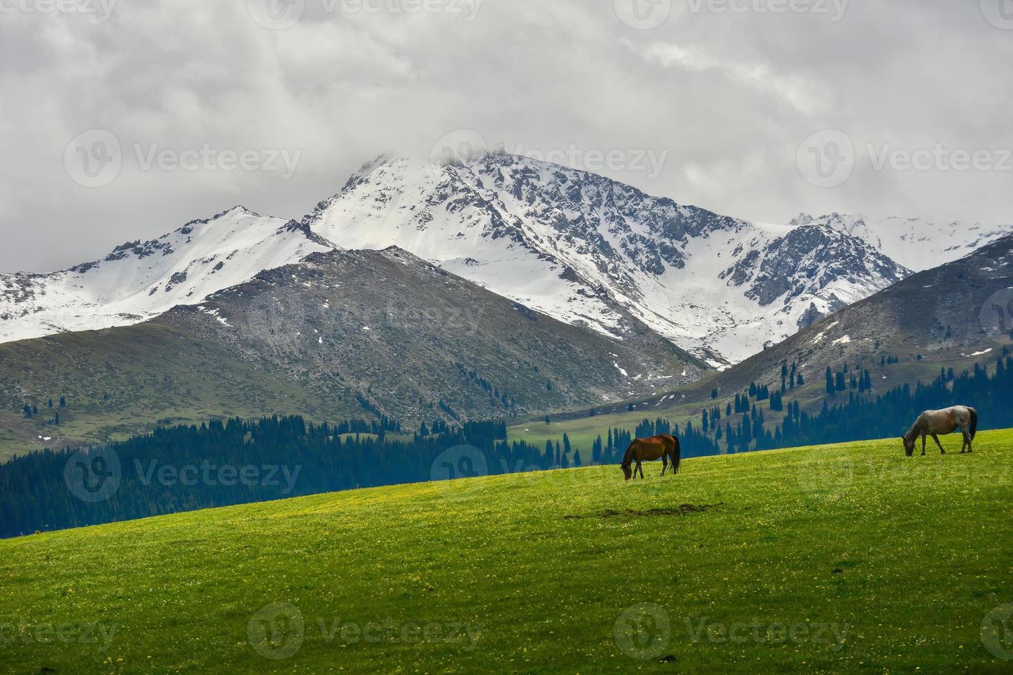 Pferde Weiden lassen auf das qionkushitai Wiese im Xinjiang foto