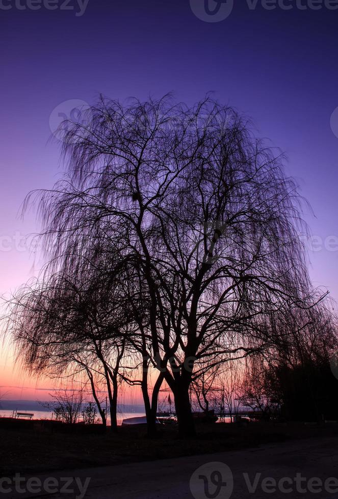 Silhouette von Baum, Trauerweide nach Sonnenuntergang foto