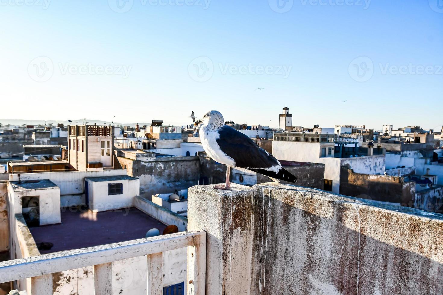 Möwe in Marokko foto