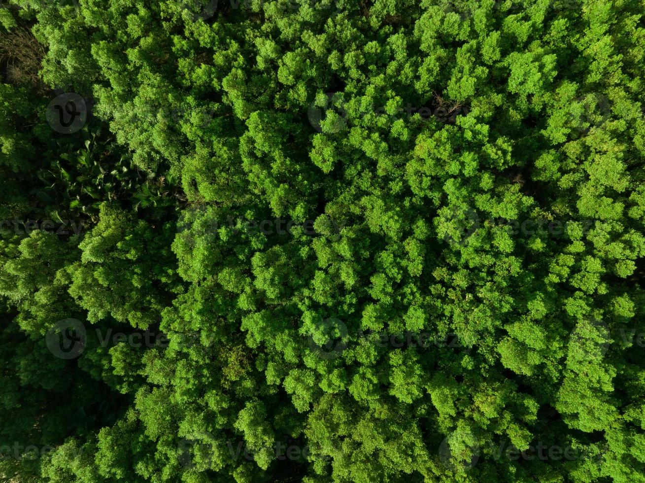 Antenne oben Aussicht von Mangrove Wald. Drohne Aussicht von dicht Grün Mangrove Bäume erfasst co2. Grün Bäume Hintergrund zum Kohlenstoff Neutralität und Netz Null Emissionen Konzept. nachhaltig Grün Umfeld. foto