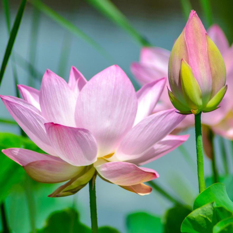 blühen Lotus Blume im Sonnenuntergang foto