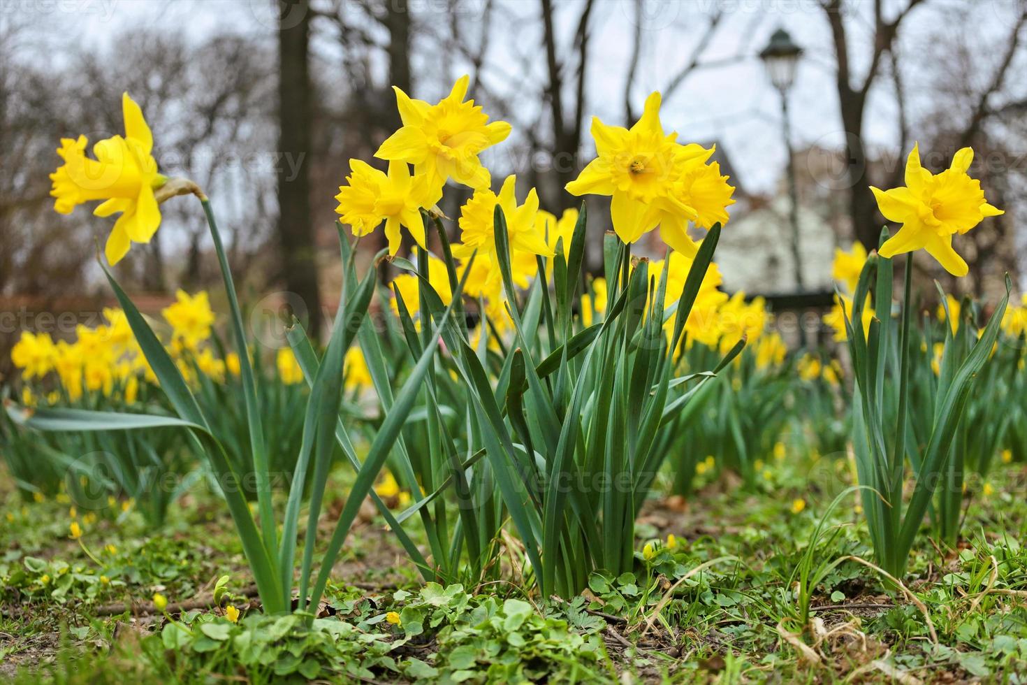 Gelb Narzissen auf Blumenbeet im europäisch Stadt Park, Nahaufnahme, Boden Niveau Sicht. Frühling natürlich draussen horizontal Hintergrund. früh Frühling Blumen Narzisse einheimisch im Europa. foto