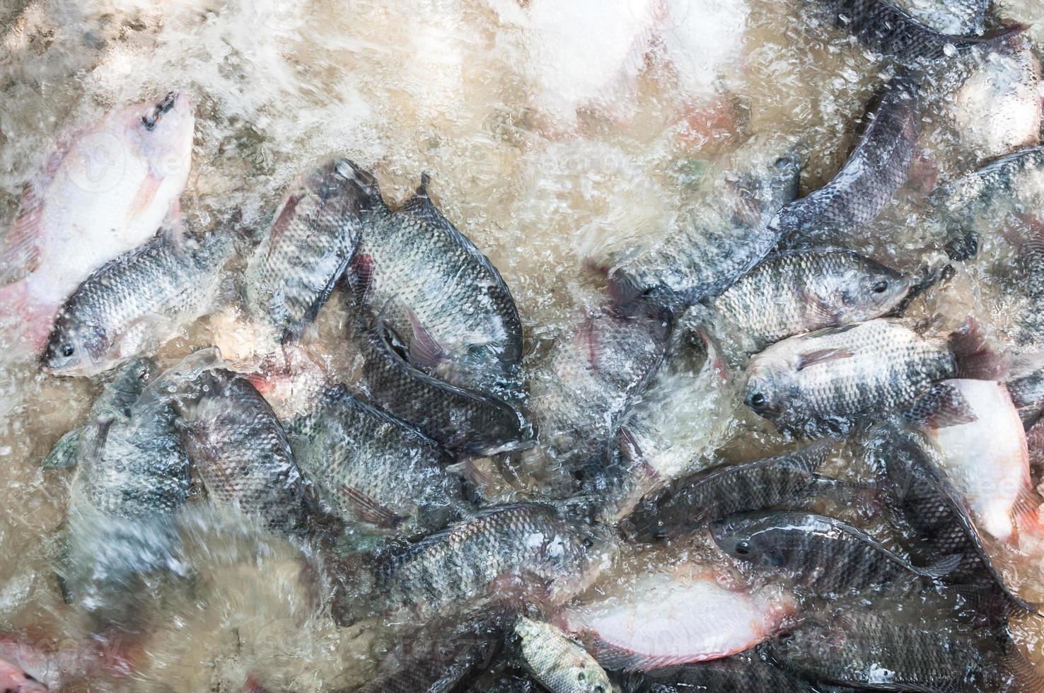 frisch Tilapia und rot Tilapia im Wasser Bauernhof, Fisch im das Käfig, Fisch Landwirtschaft im Thailand foto