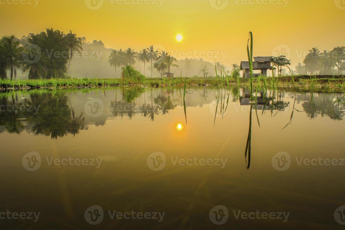 schön Morgen Aussicht Indonesien. Panorama Landschaft Paddy Felder mit Schönheit Farbe und Himmel natürlich Licht foto