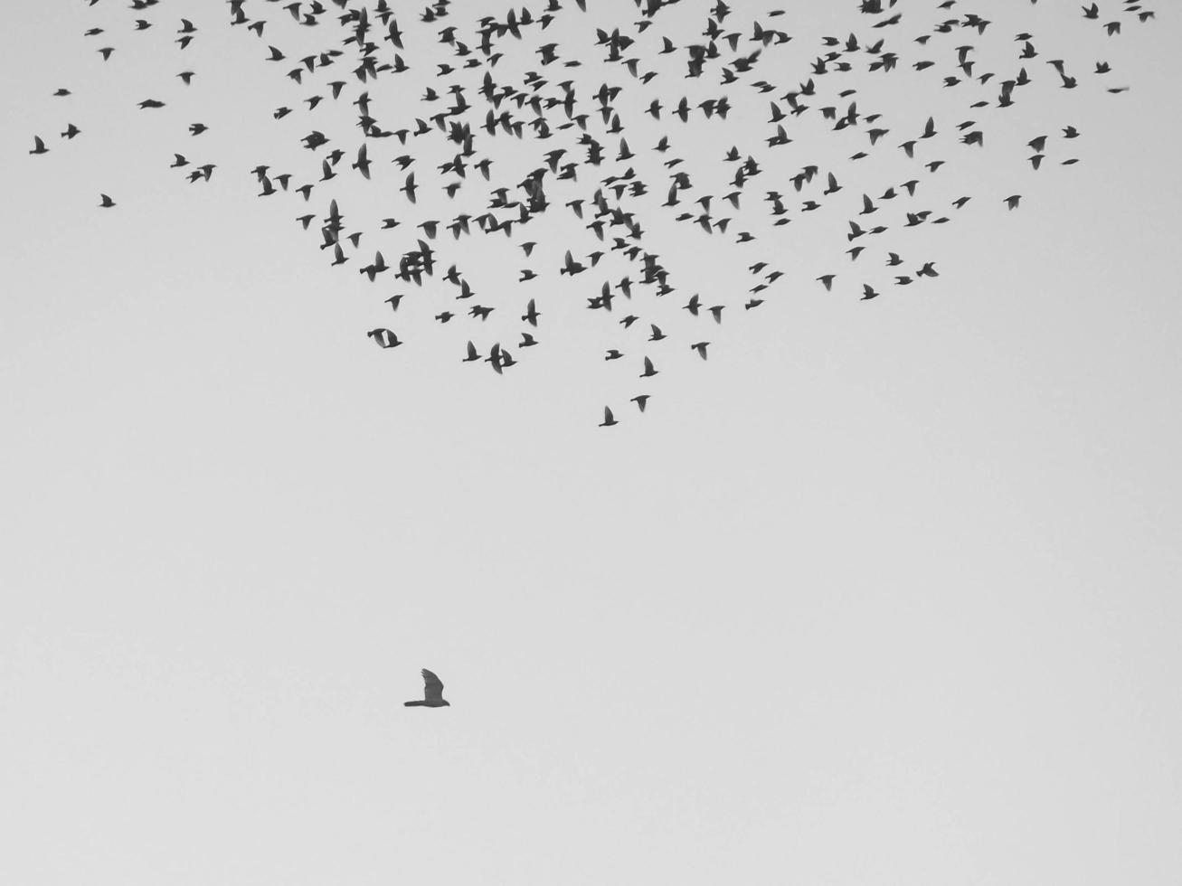 Vogelschwarm, der tagsüber fliegt foto
