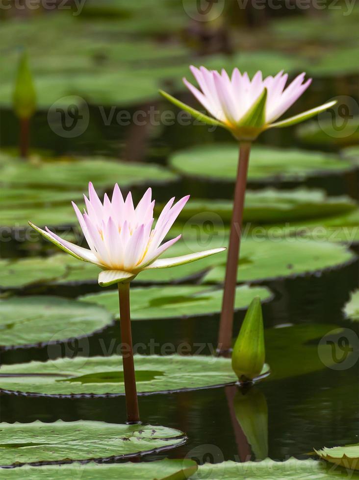 Wasser Lilie im das Teich foto