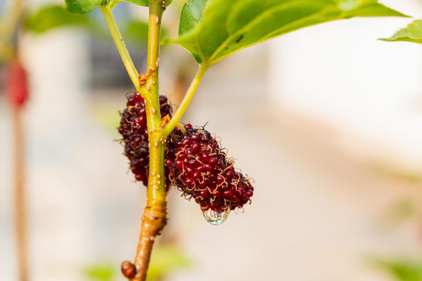 frische Maulbeere, schwarze reife und rote unreife Maulbeeren hängen an einem Ast foto