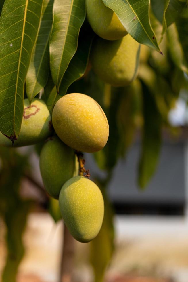 rohe wilde grüne Mangos, die an einem Zweig hängen foto