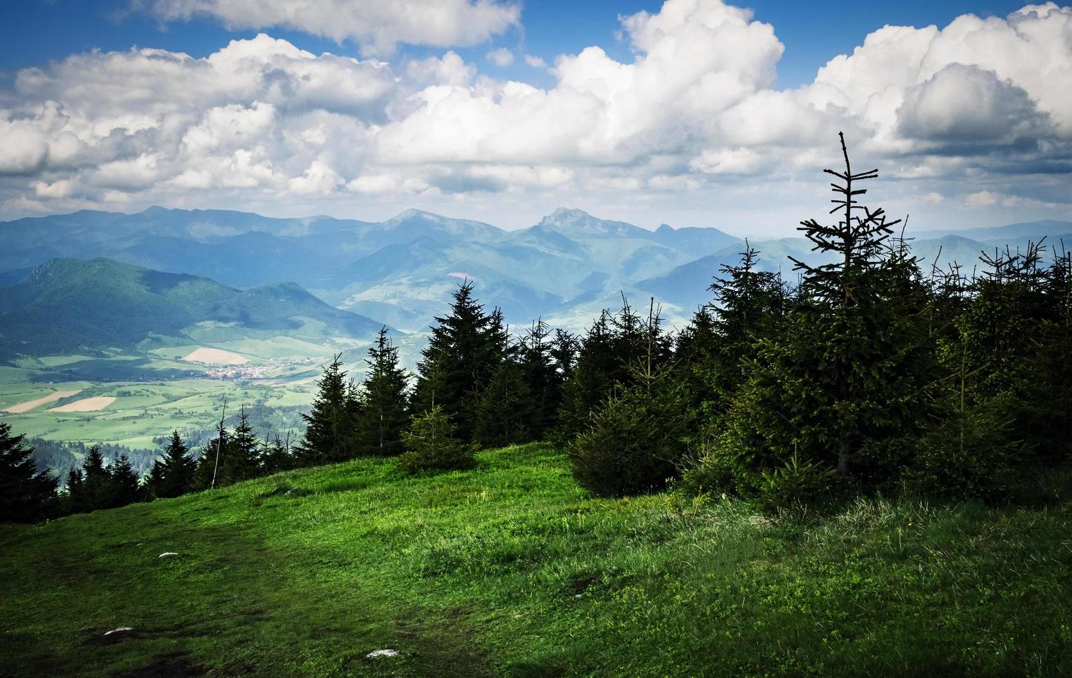 grüne Bäume während des Tages foto