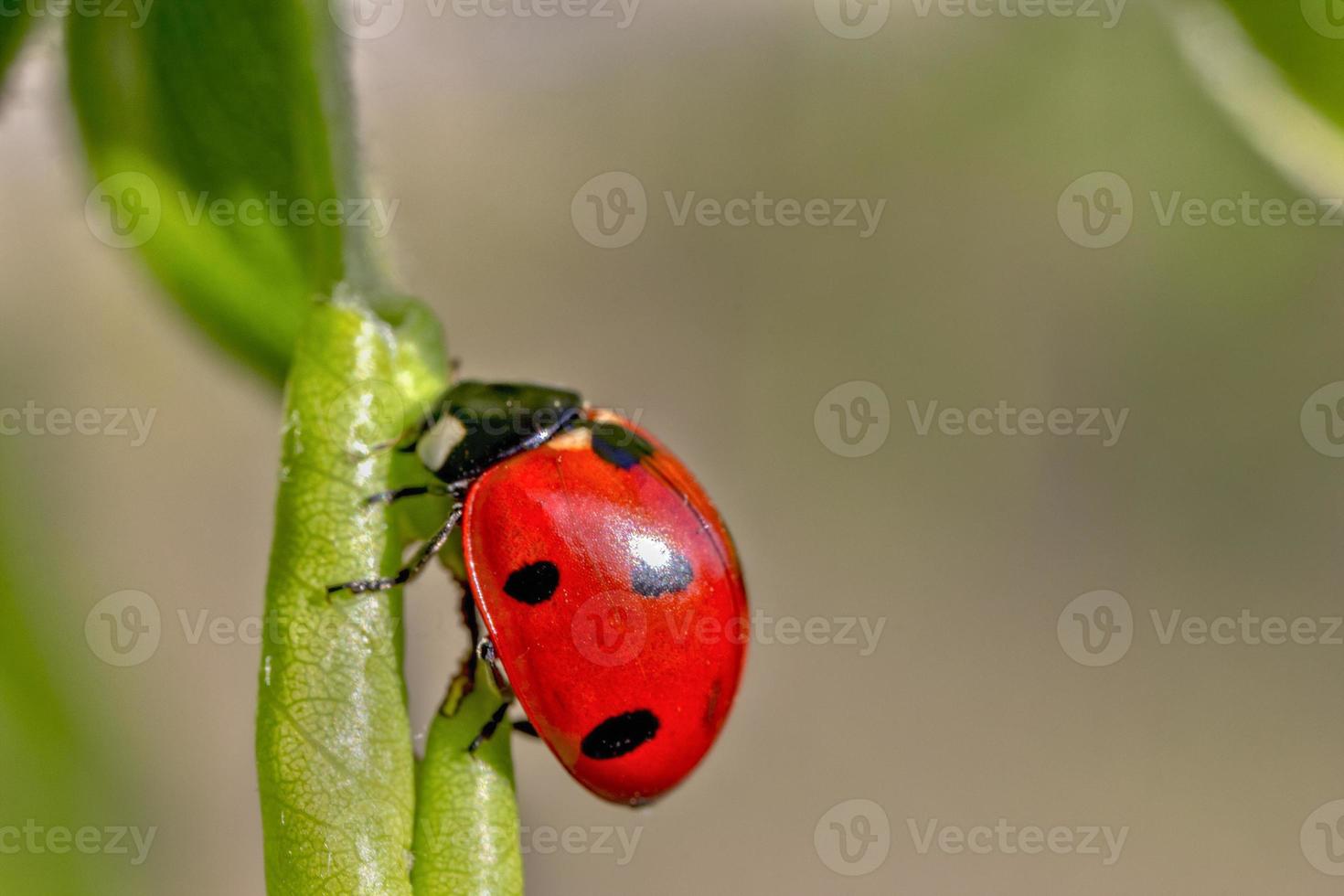 Schöner roter Marienkäfer, der auf einem grünen Blatt kriecht, schöner natürlicher Hintergrund. foto