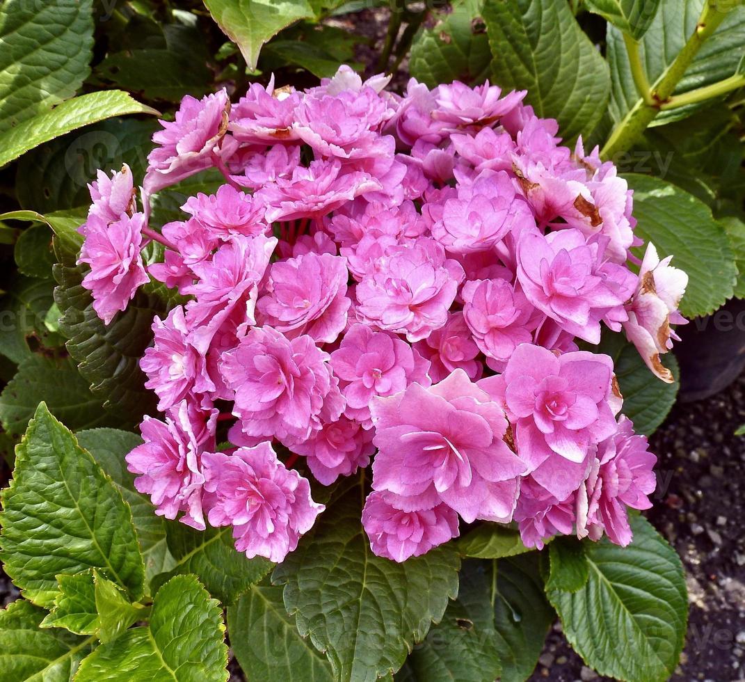 Hortensie Macrophylla doppelbödig foto