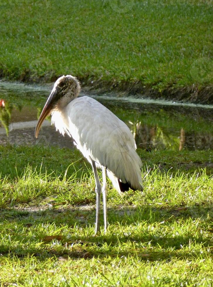 Holz Storch, Mycteria amerikanisch, im Florida foto