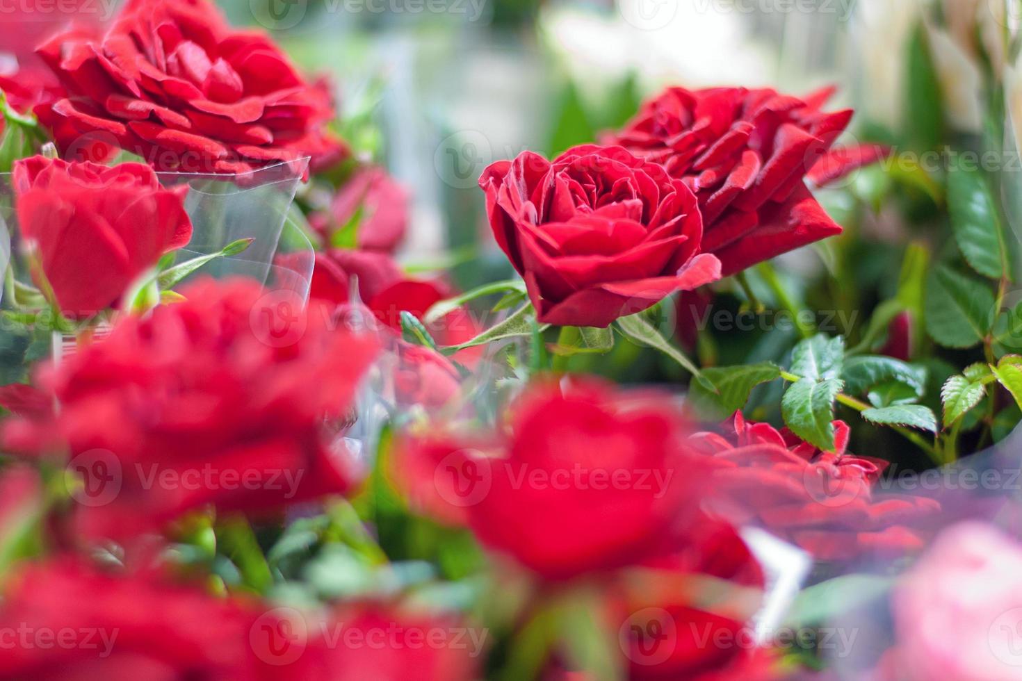 rot eingetopft Rosen verkauft im Markt foto