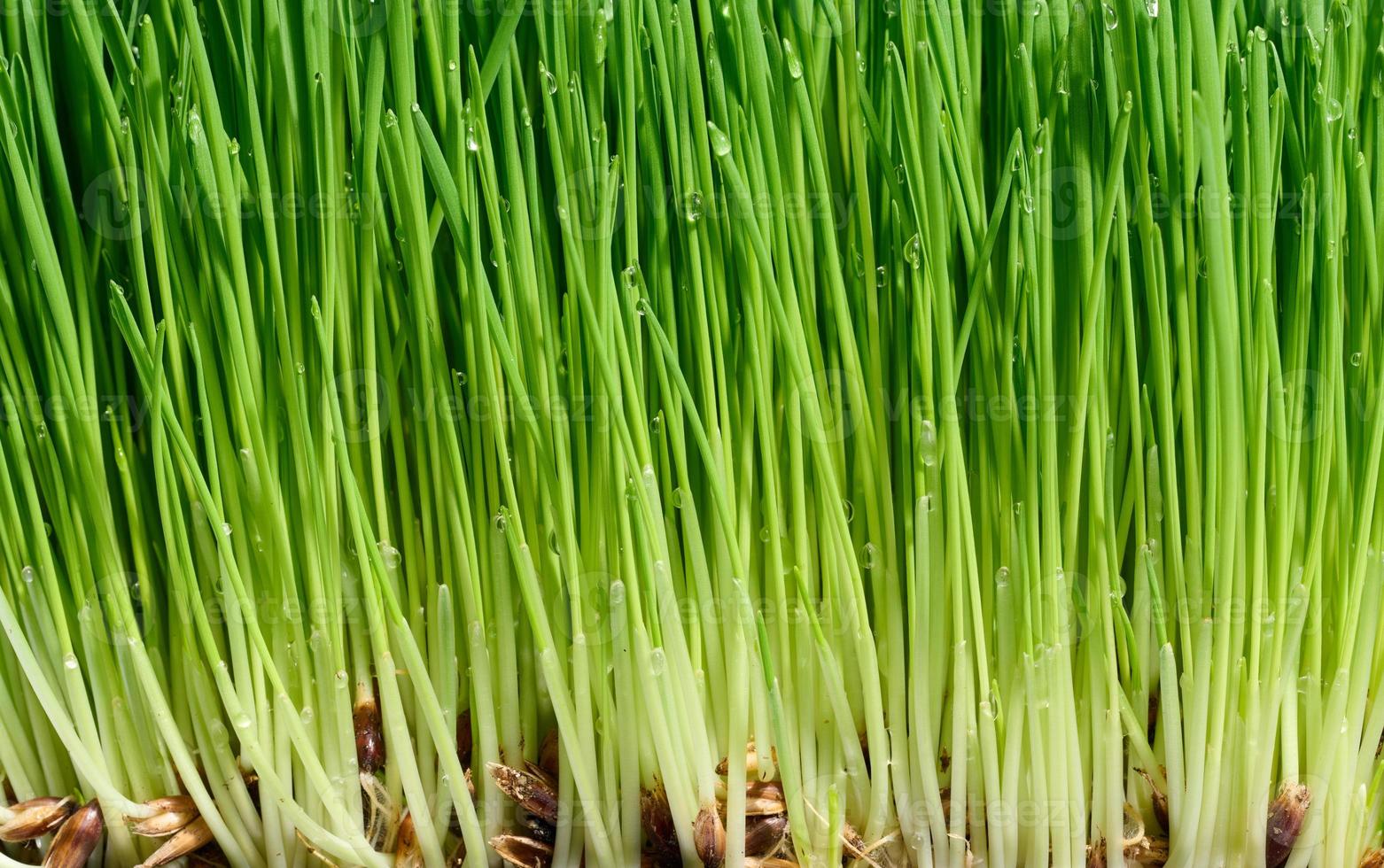 Grün Weizen Sprossen mit Wasser Tropfen, Makro foto