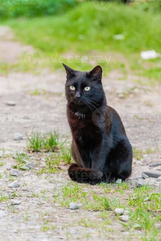 schöne schwarze Katze mit grünen Augen foto