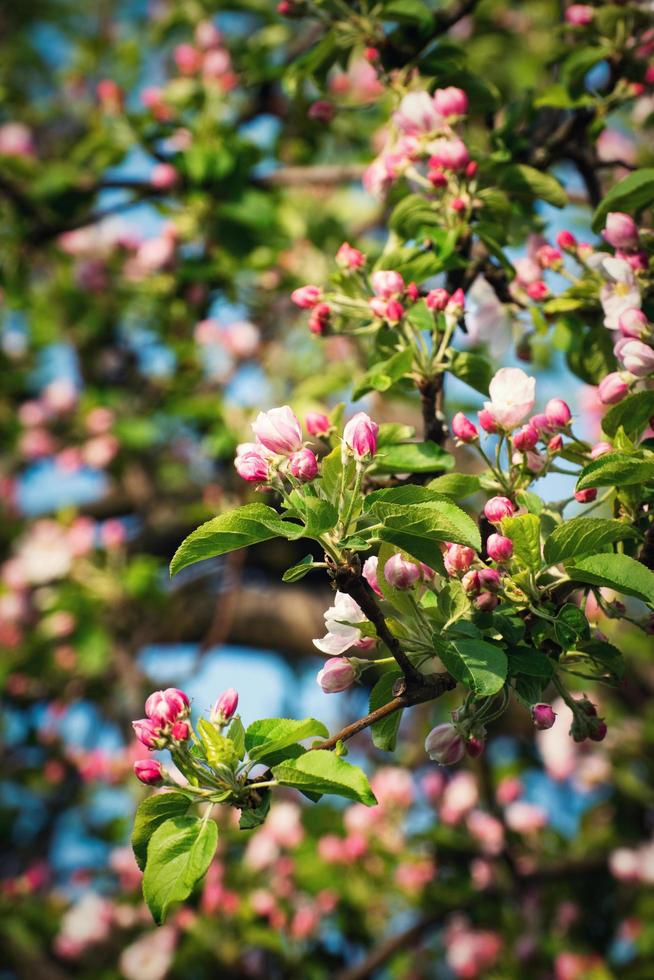 Frühlingsapfelblüten foto