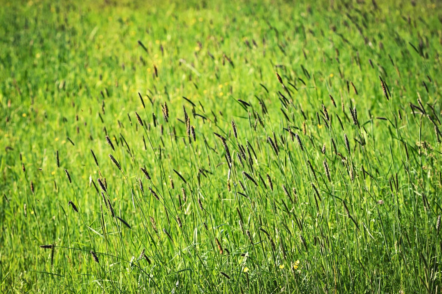 grünes Grasfeld foto