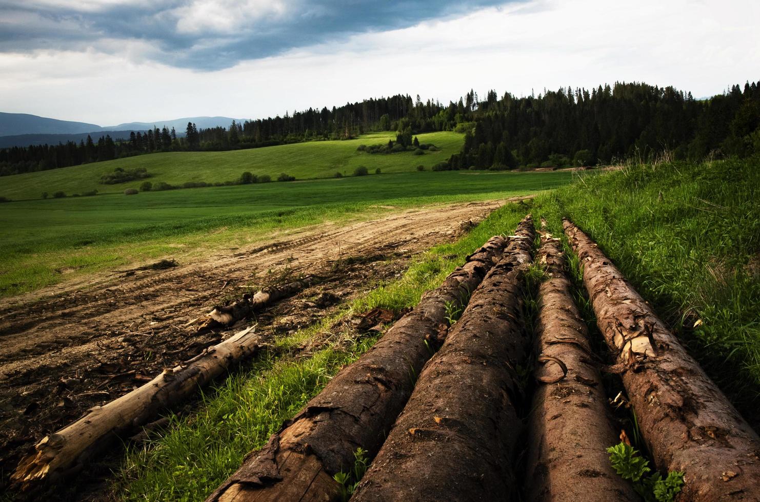 Holzstapel neben dem Wald foto