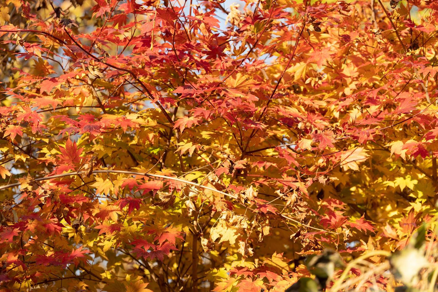 rote und orange Blätter auf einem Zweig für Hintergrund oder Tapete foto