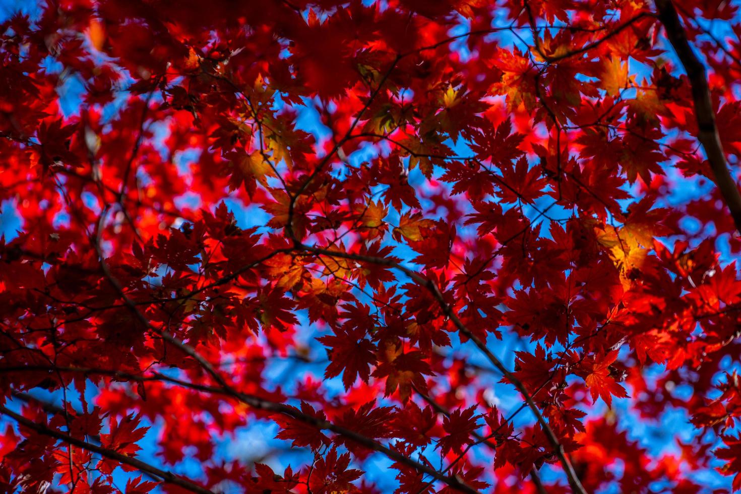 rote Ahornblätter auf einem Baum in einem Wald foto