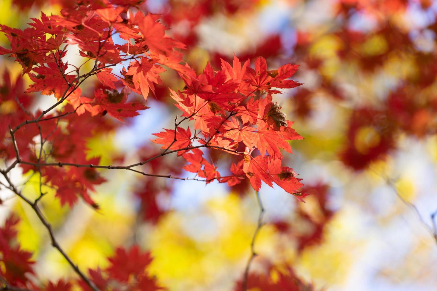 rote Ahornblätter auf einem Baum in einem Wald foto