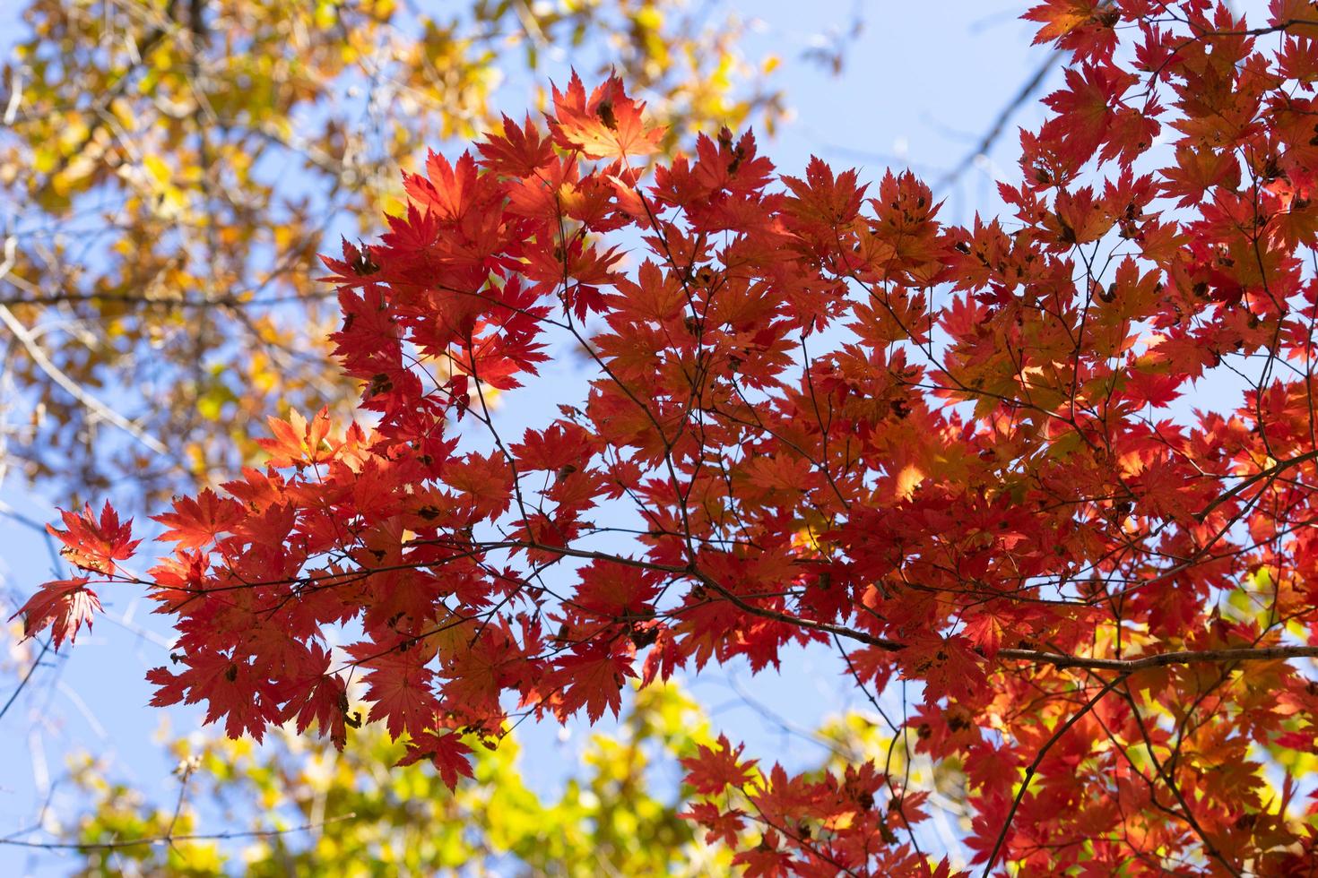 rote Ahornblätter auf einem Baum in einem Wald foto