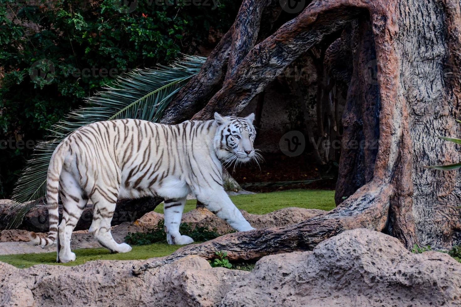 weißer Tiger im Zoo foto