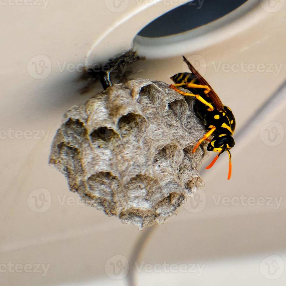 europäisch Papier Wespe schützt Nest Innerhalb das draussen Schuppen foto