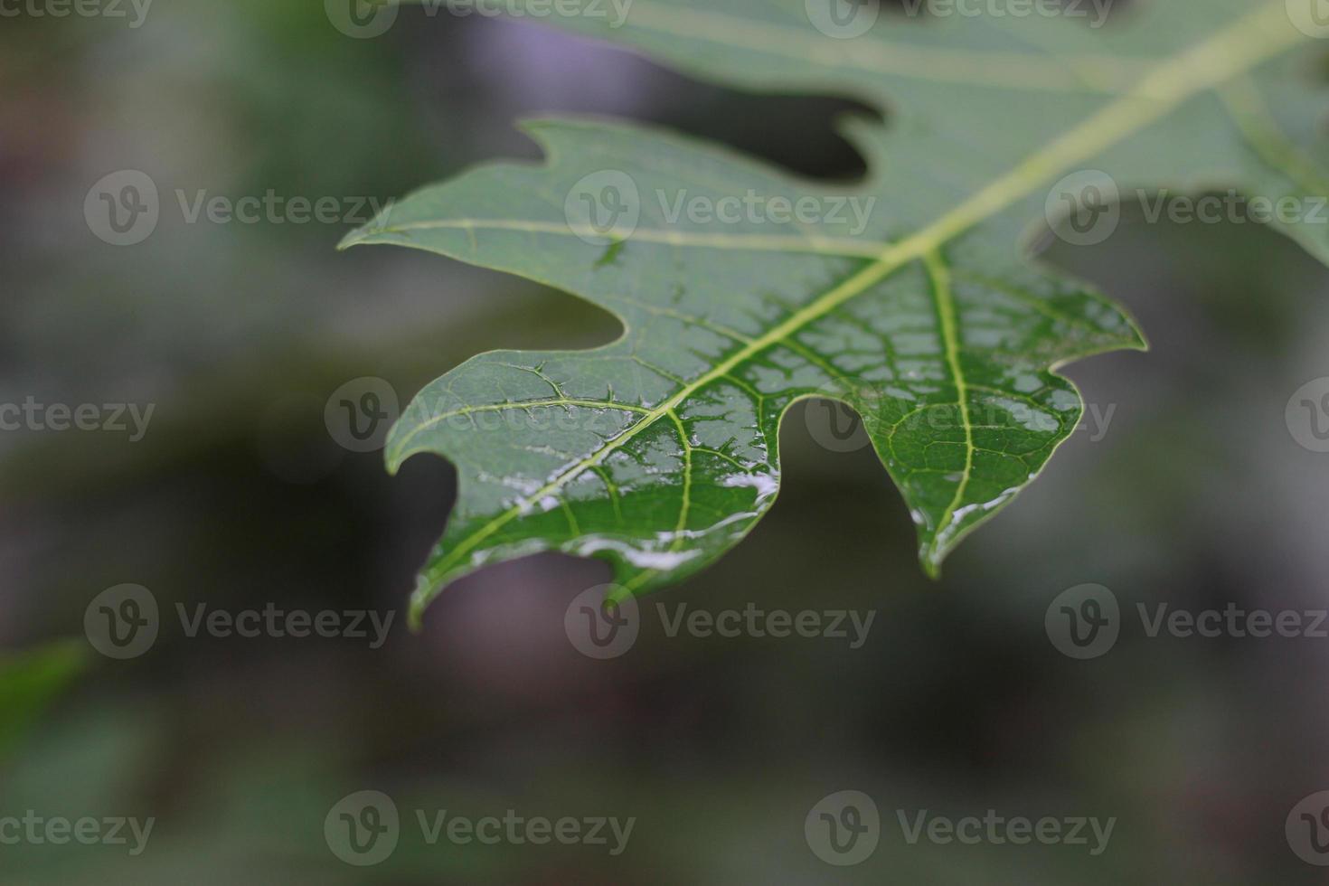 ein schließen oben von Wasser Tröpfchen auf Maniok Blätter nach Sein ausgesetzt zu Regen. natürlich Foto Konzept.