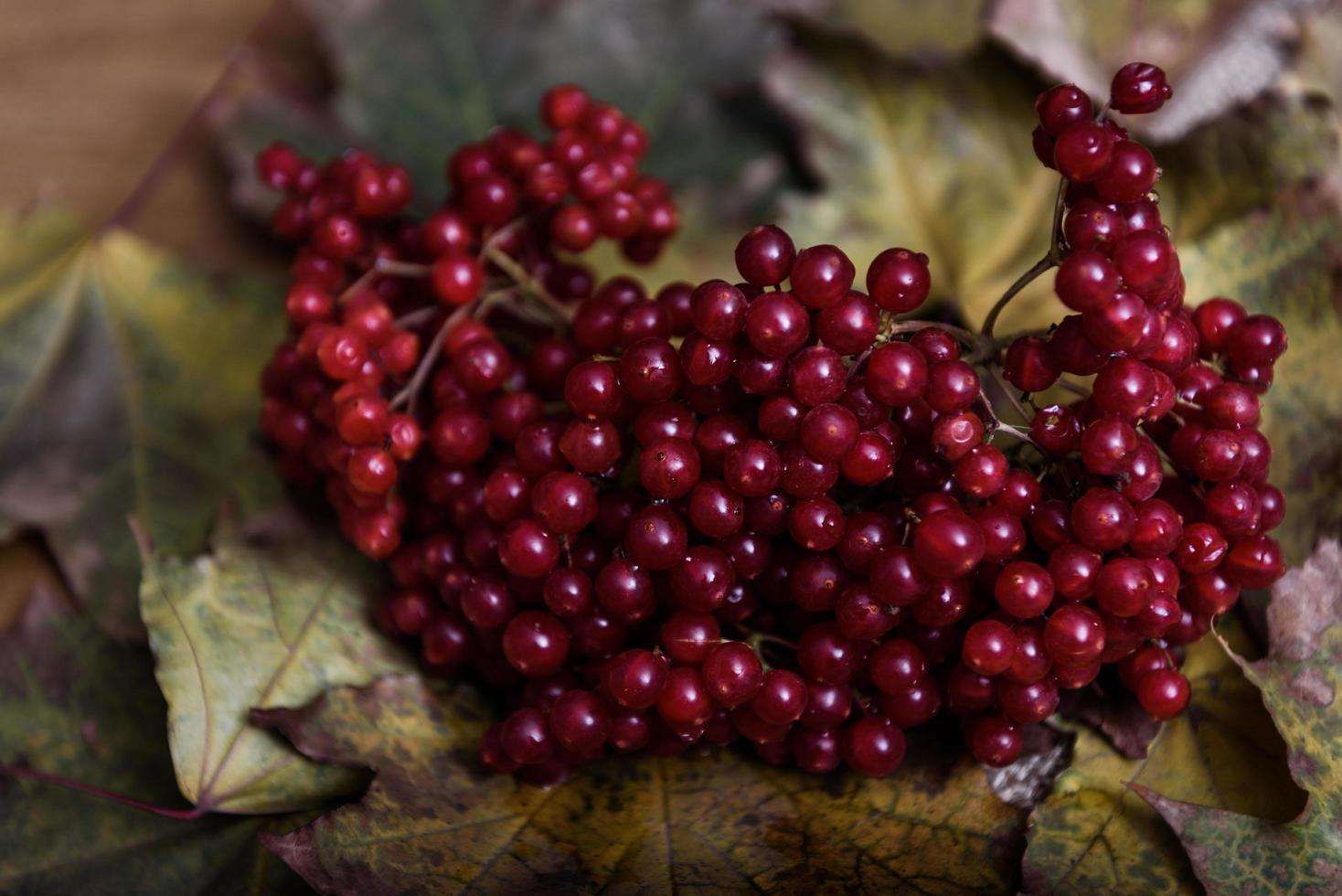 rote Viburnum-Beeren foto