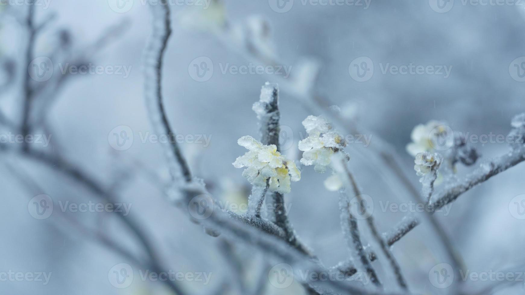 das schön gefroren Berge Aussicht bedeckt durch das Weiß Schnee und Eis im Winter foto