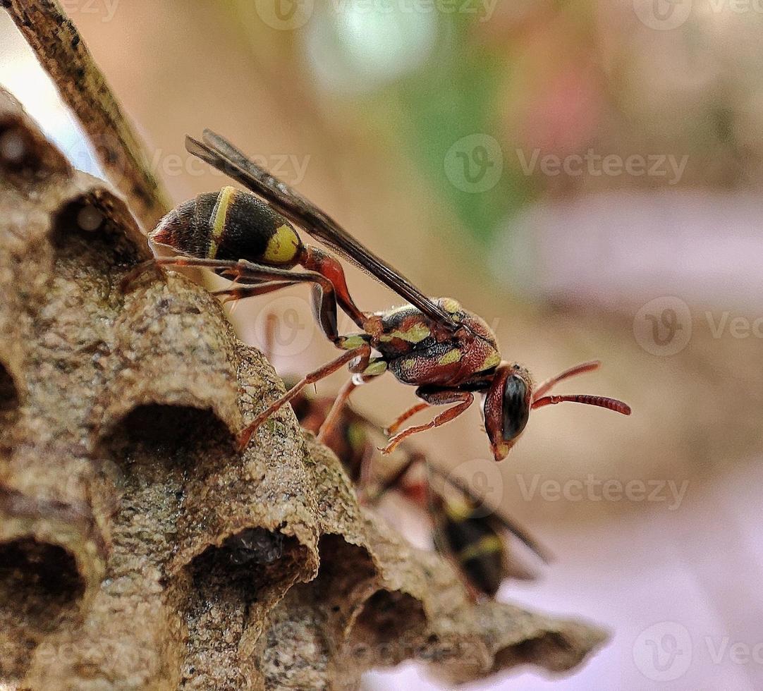 Papier Wespe ist Bewachung es ist Nest foto