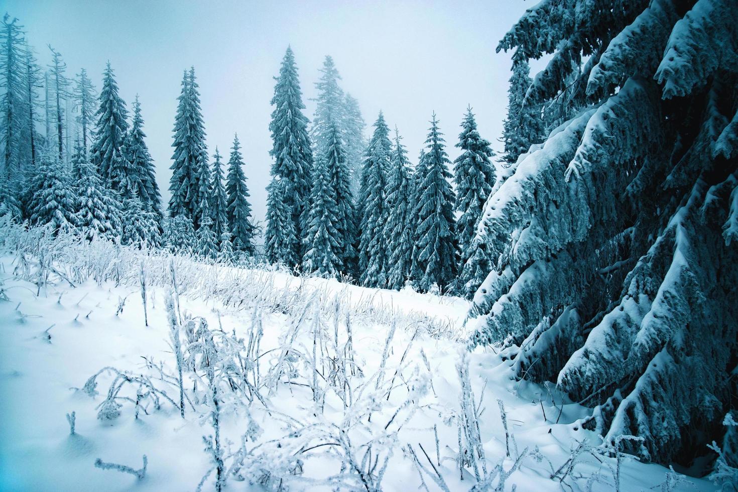 schneebedeckter Fichtenwald foto