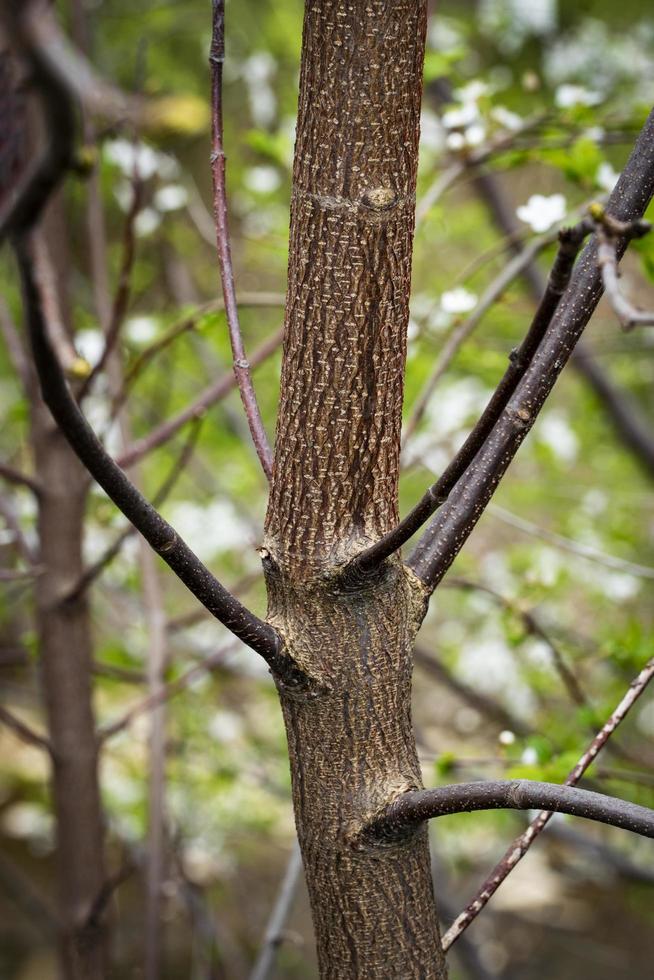 Detail der Zweige am Frühlingsbusch foto