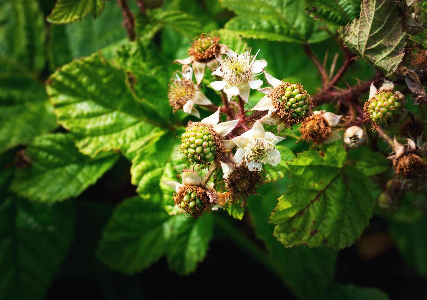 Blumen und unreife Brombeeren foto