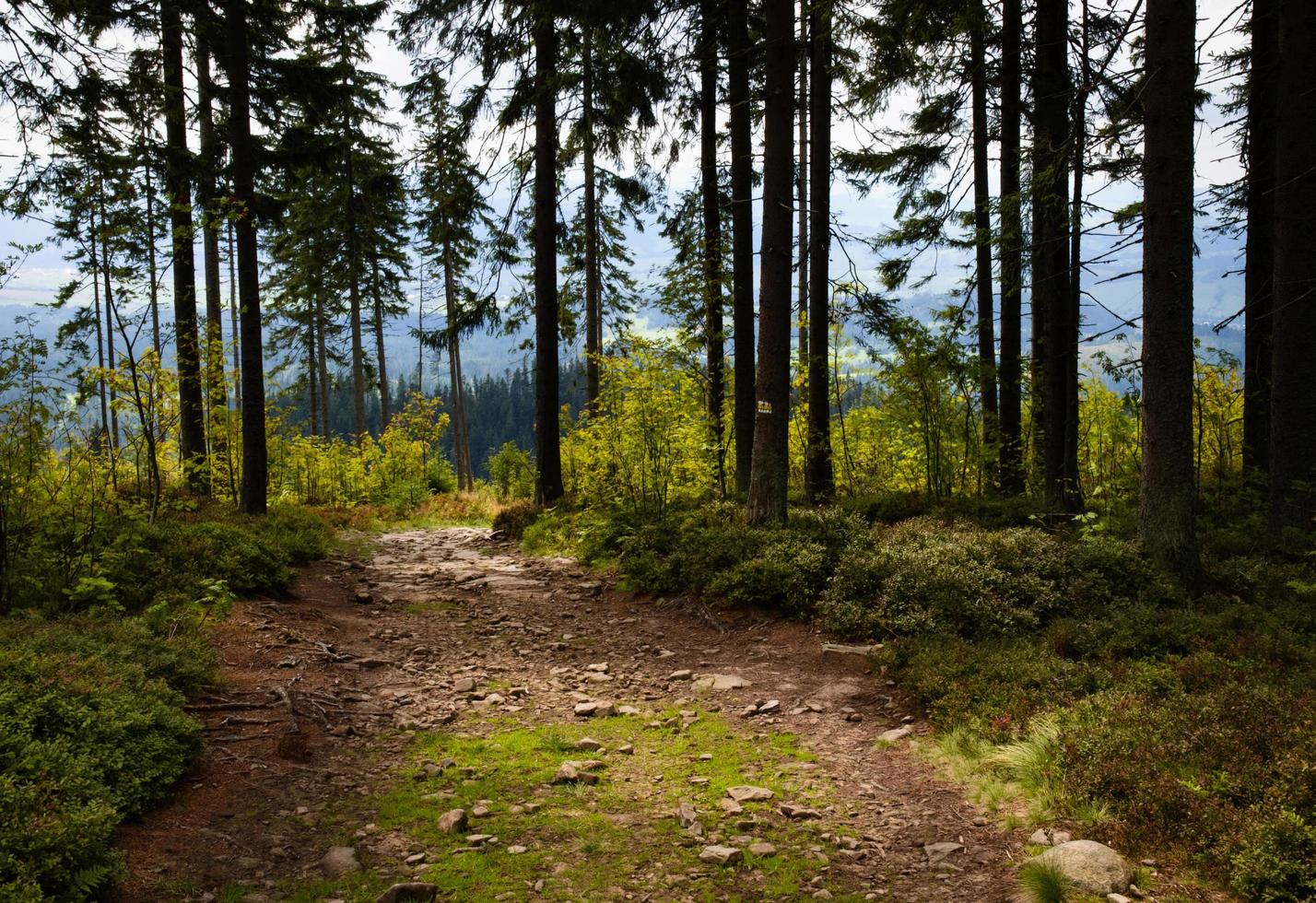 Waldweg während des Tages foto