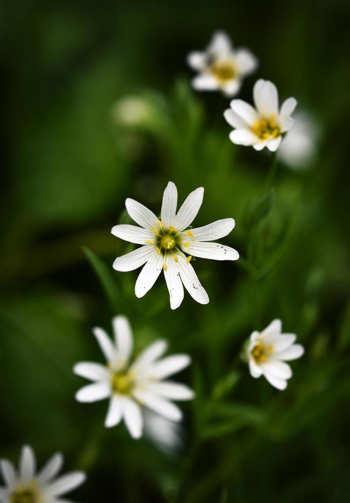 weiße Blumen auf einem dunkelgrünen Hintergrund foto