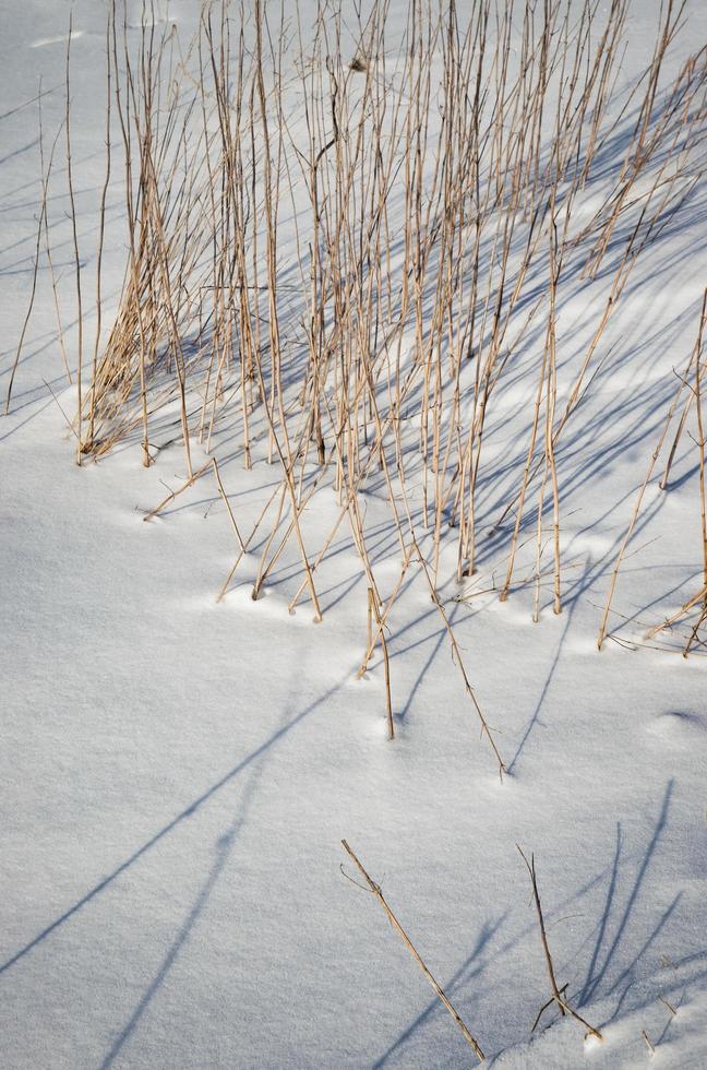 langes trockenes Gras auf Schnee foto