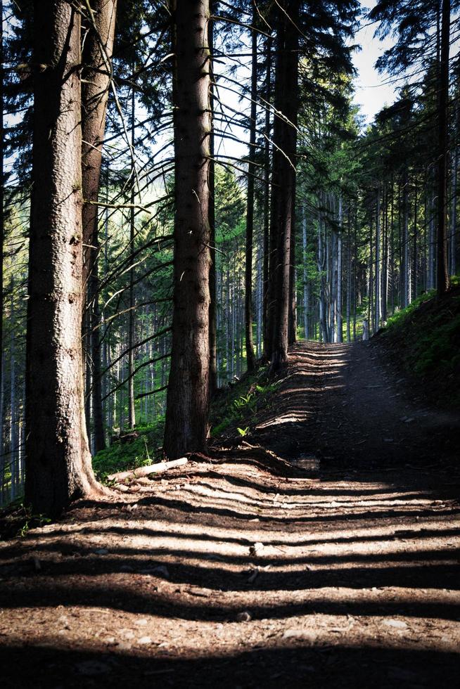 lange Schatten auf einem Waldweg foto