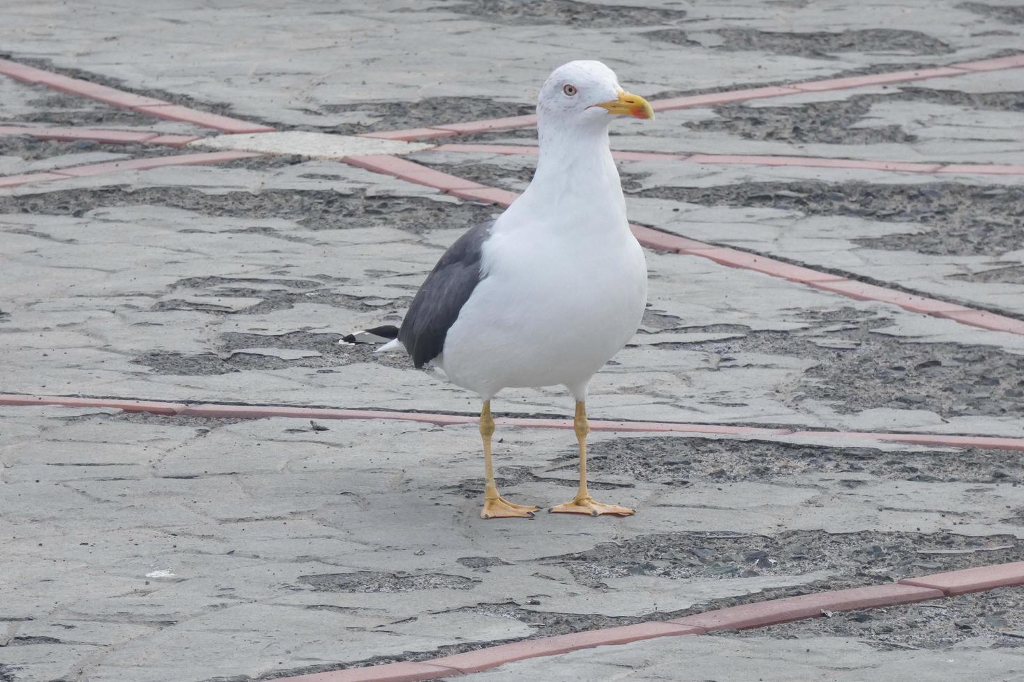 Möwe beim sich ausruhen thront auf das Asphalt Boden foto