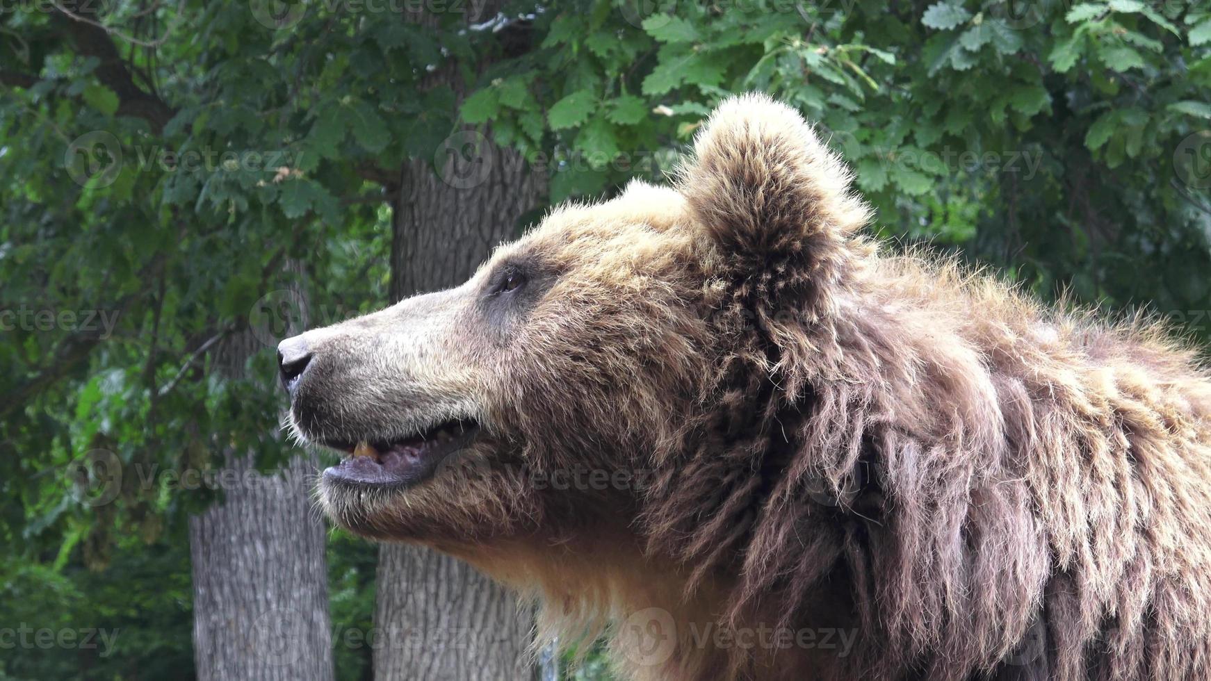 Kamtschatka braun Bär ursus Arctos beringianus foto